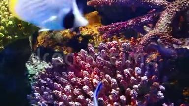 珊瑚和奇异的海鱼。